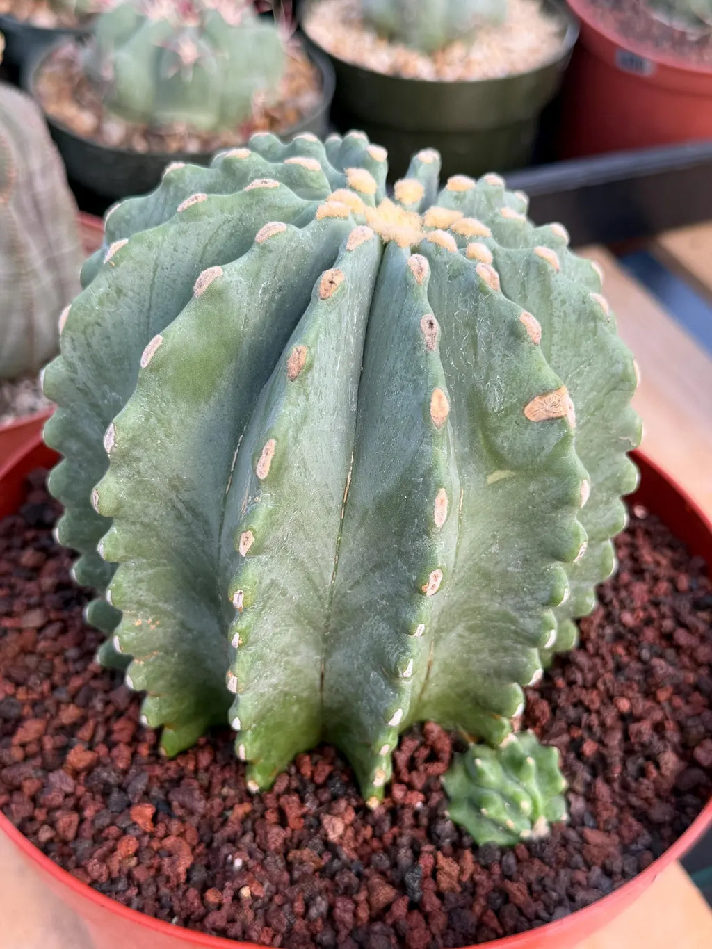 Ferocactus Glaucescens Inermis Cluster Rare Live Cactus With Pup – Exact Collector Specimen #285