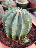 Ferocactus Glaucescens Inermis Cluster Rare Live Cactus With Pup – Exact Collector Specimen #285