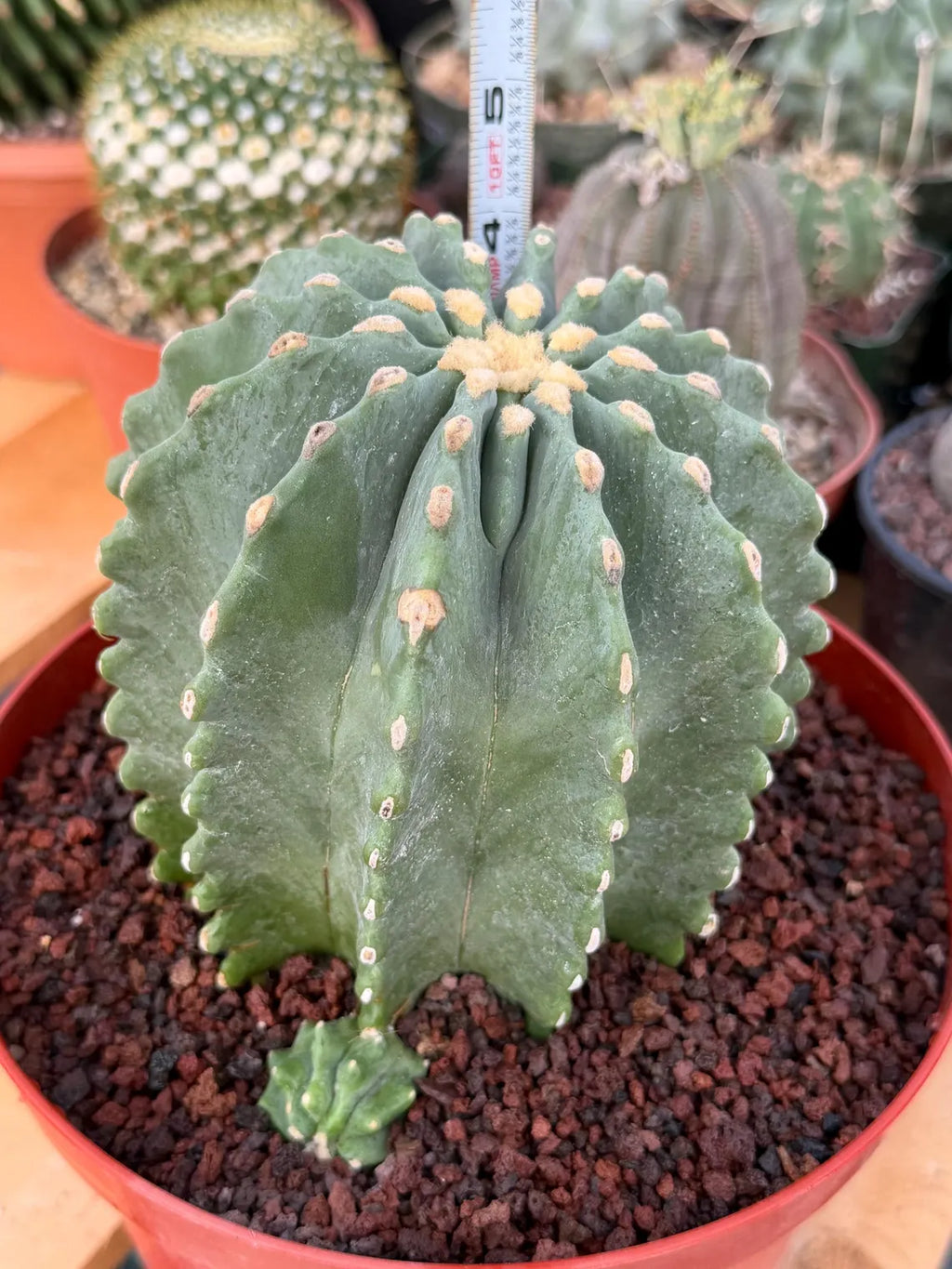 Ferocactus Glaucescens Inermis Cluster Rare Live Cactus With Pup – Exact Collector Specimen #285