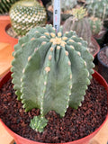 Ferocactus Glaucescens Inermis Cluster Rare Live Cactus With Pup – Exact Collector Specimen #285
