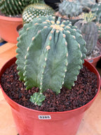 Ferocactus Glaucescens Inermis Cluster Rare Live Cactus With Pup – Exact Collector Specimen #285