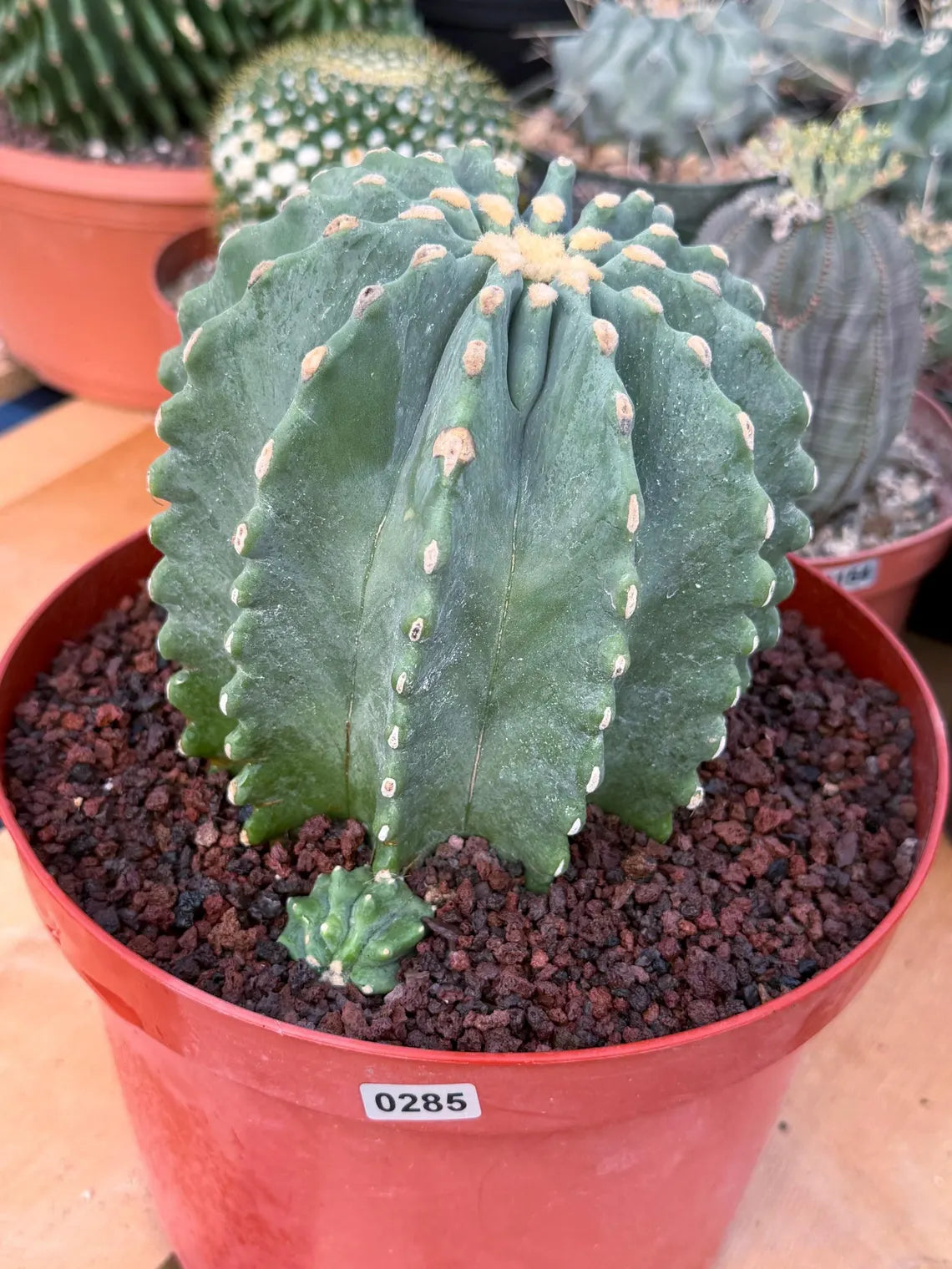 Ferocactus Glaucescens Inermis Cluster Rare Live Cactus With Pup – Exact Collector Specimen #285