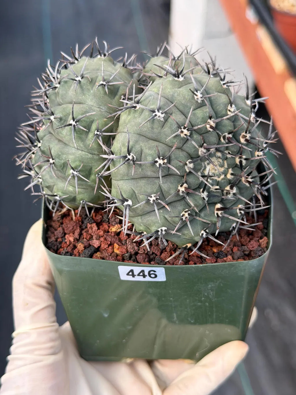 Gymnocalycium Bodenbenderianum Triple Head | Rare Collector Cactus #446