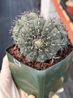 Gymnocalycium Bodenbenderianum Triple Head | Rare Collector Cactus #446