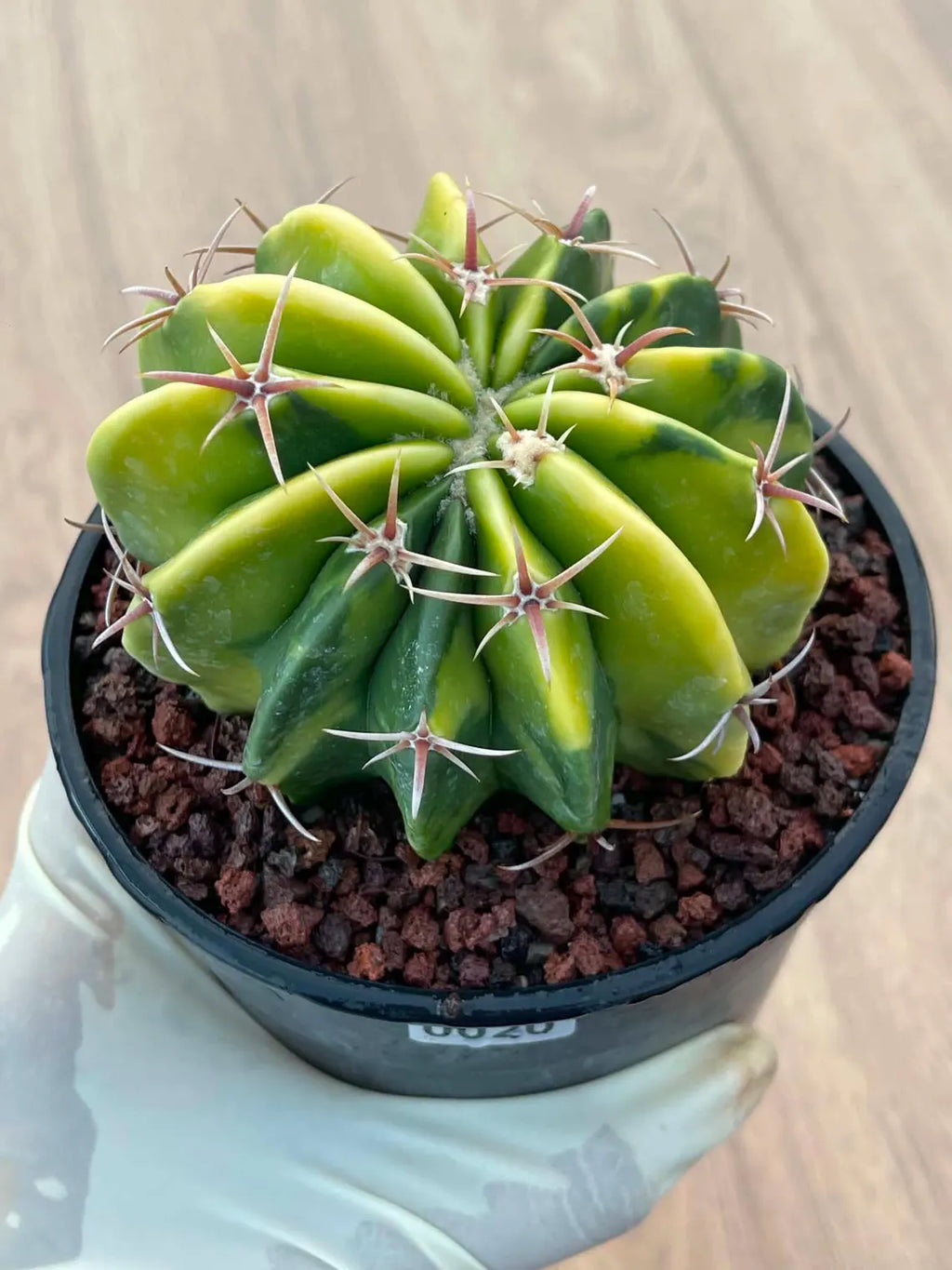 Variegated Echinocactus Texensis Live Cactus – Rare Collector Plant #20