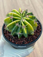 Variegated Echinocactus Texensis Live Cactus – Rare Collector Plant #20