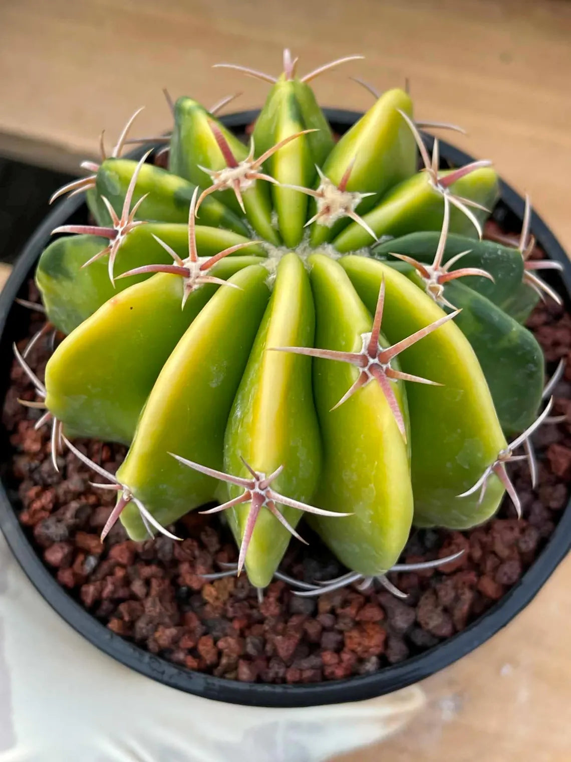 Variegated Echinocactus Texensis Live Cactus – Rare Collector Plant #20