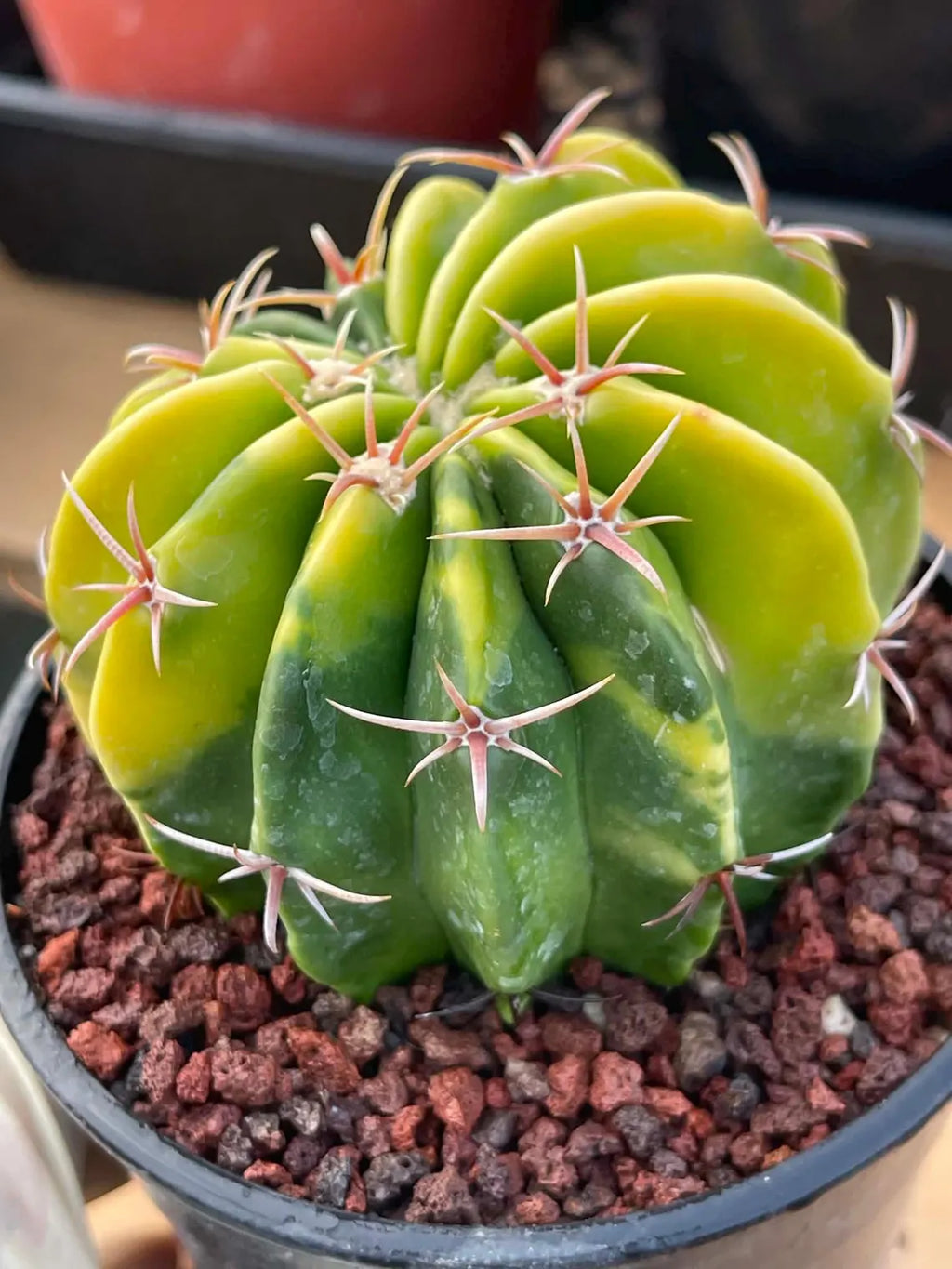 Variegated Echinocactus Texensis Live Cactus – Rare Collector Plant #20