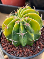 Variegated Echinocactus Texensis Live Cactus – Rare Collector Plant #20