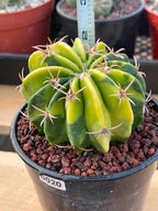 Variegated Echinocactus Texensis Live Cactus – Rare Collector Plant #20