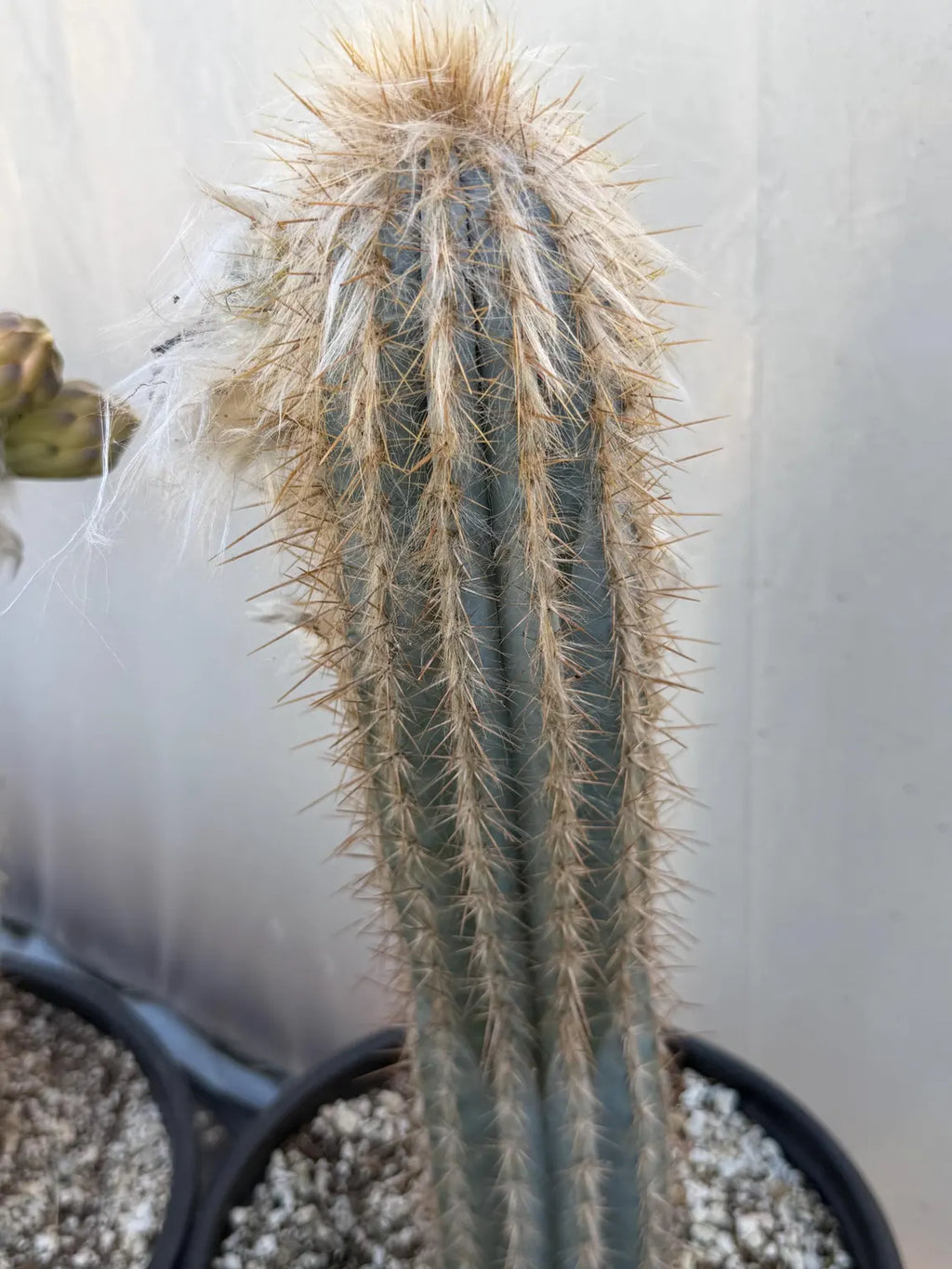 Blue Pilosocereus Pachycladus Cactus | 17” Tall Rare Live Plant