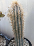 Blue Pilosocereus Pachycladus Cactus | 17” Tall Rare Live Plant