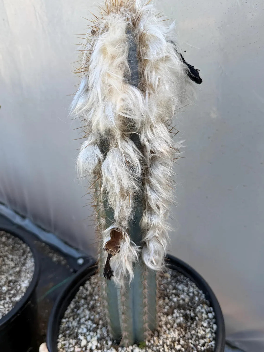 Blue Pilosocereus Pachycladus Cactus | 17” Tall Rare Live Plant