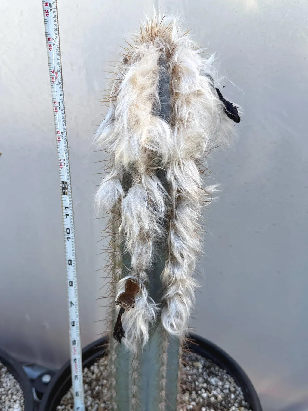Blue Pilosocereus Pachycladus Cactus | 17” Tall Rare Live Plant