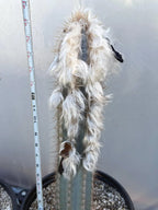 Blue Pilosocereus Pachycladus Cactus | 17” Tall Rare Live Plant