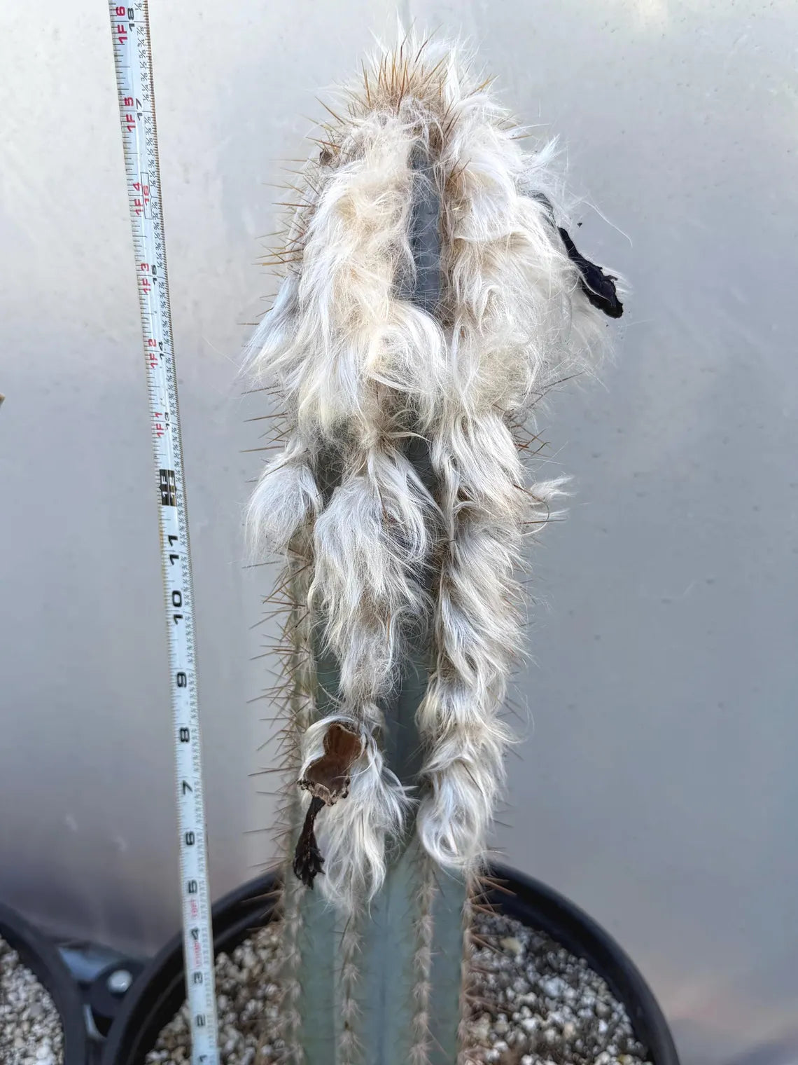 Blue Pilosocereus Pachycladus Cactus | 17” Tall Rare Live Plant