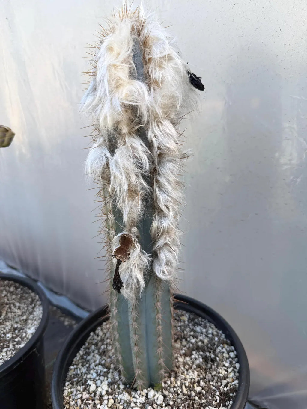 Blue Pilosocereus Pachycladus Cactus | 17” Tall Rare Live Plant
