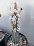 Blue Pilosocereus Pachycladus Cactus | 17” Tall Rare Live Plant