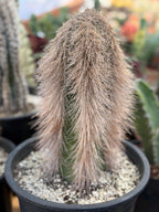 Woolly Rhino Columnar Cactus Cutting – Rare Live Cactus Plant