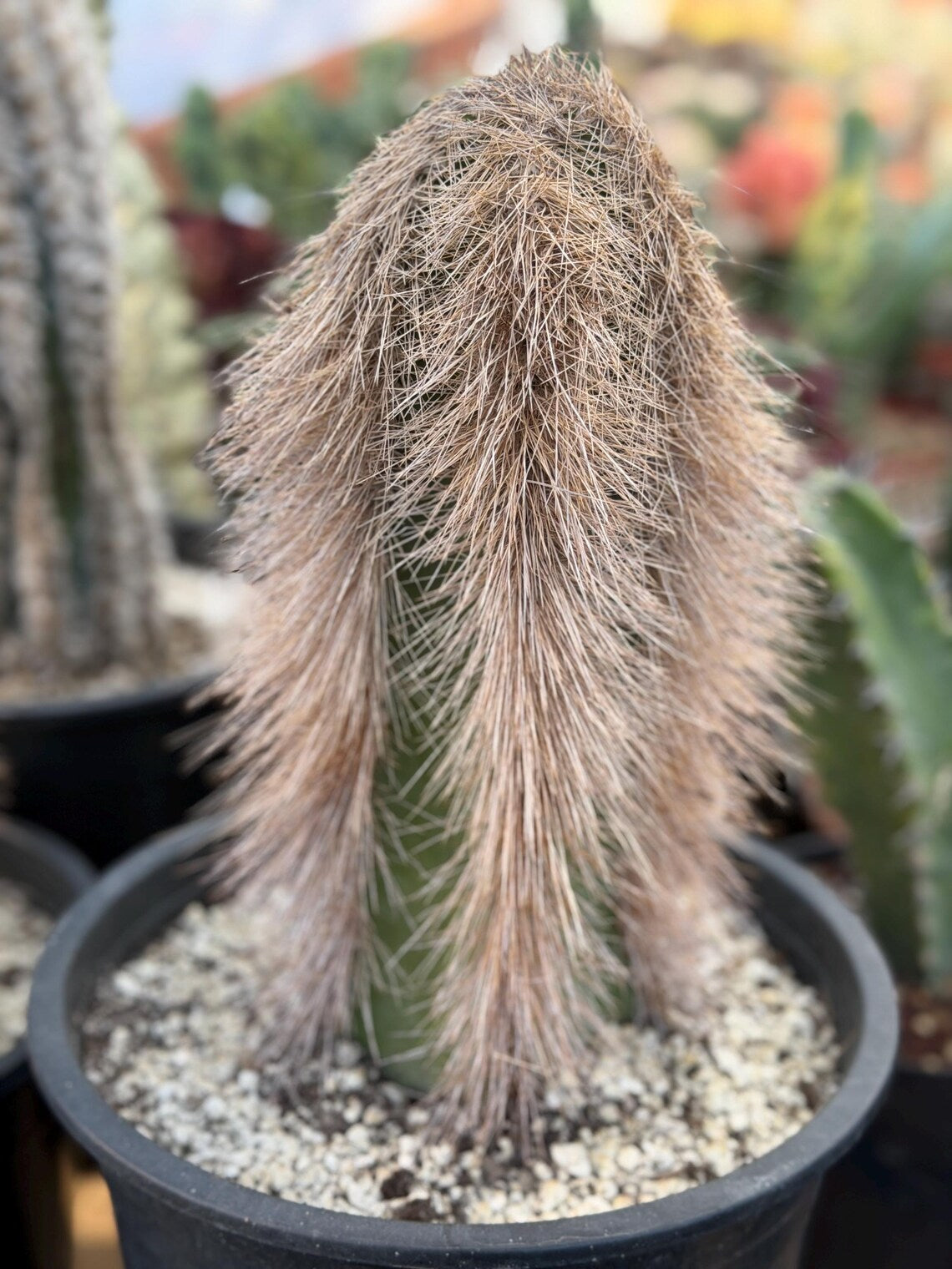 Woolly Rhino Columnar Cactus Cutting – Rare Live Cactus Plant