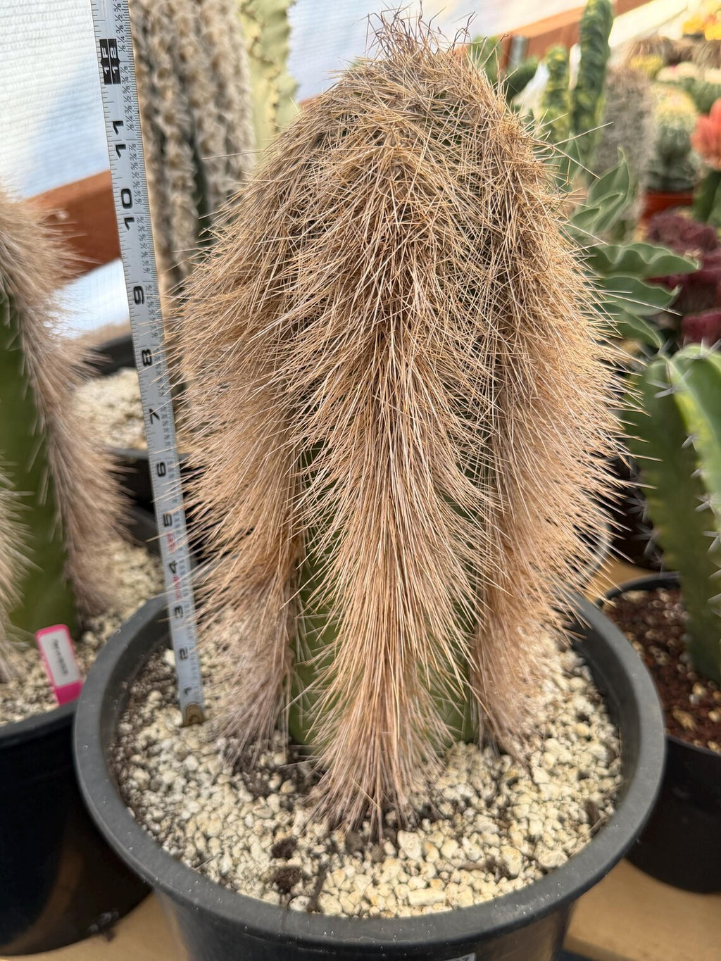 Woolly Rhino Columnar Cactus Cutting – Rare Live Cactus Plant
