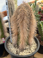 Woolly Rhino Columnar Cactus Cutting – Rare Live Cactus Plant