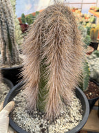 Woolly Rhino Columnar Cactus Cutting – Rare Live Cactus Plant