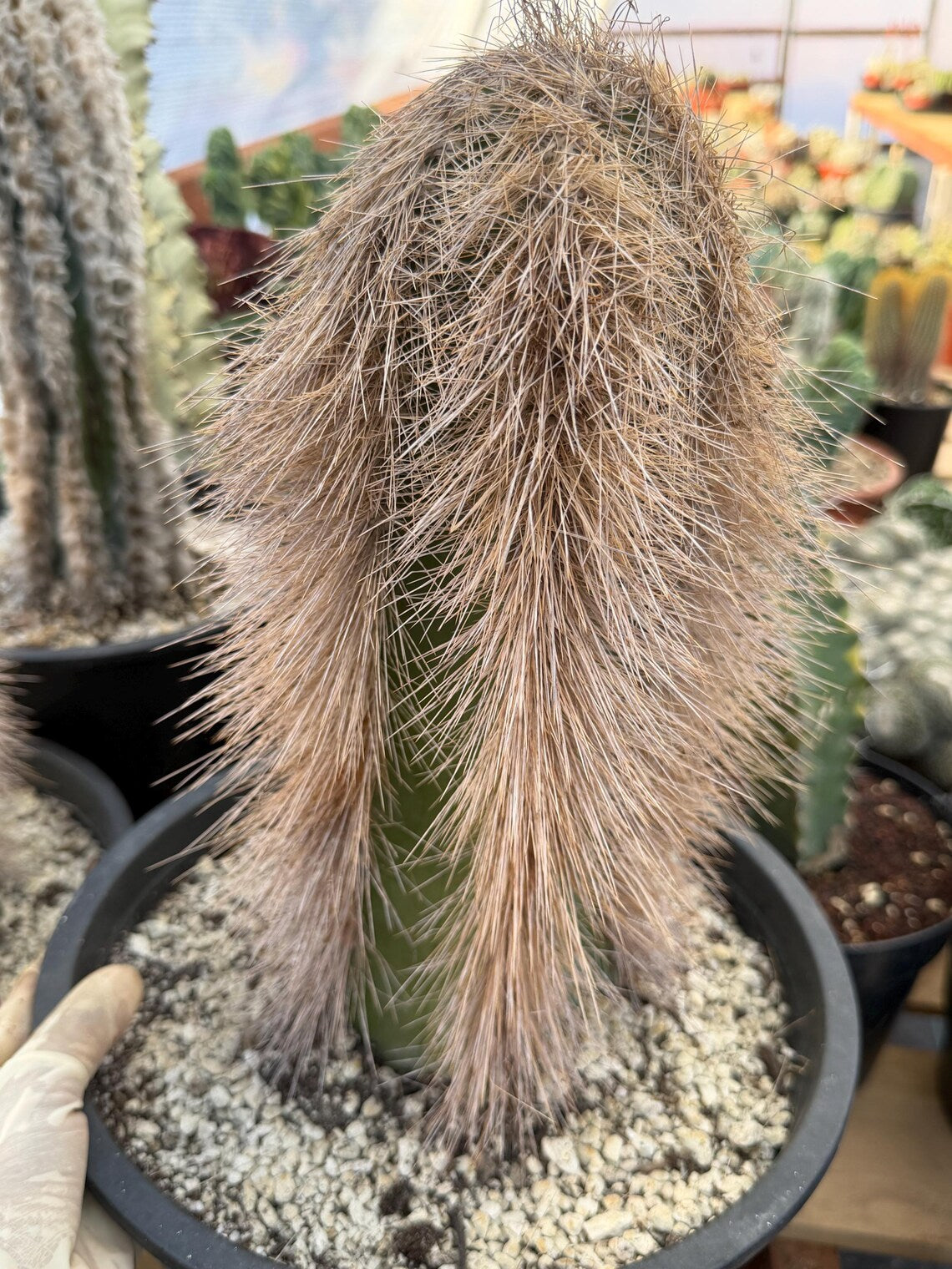 Woolly Rhino Columnar Cactus Cutting – Rare Live Cactus Plant