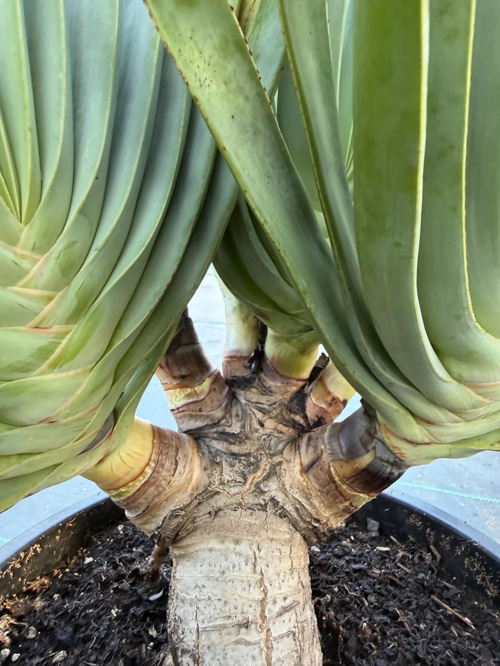 6 heads Tree Fan Aloe | Aloe Plicatilis Large Succulent | Rare Multi‑Head Tree Form Plant