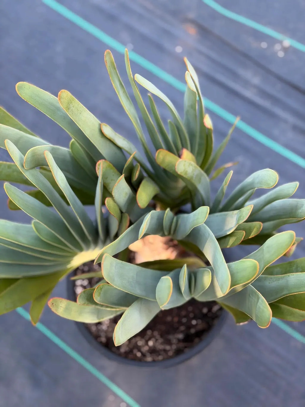 6 heads Tree Fan Aloe | Aloe Plicatilis Large Succulent | Rare Multi‑Head Tree Form Plant