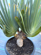 6 Heads Tree Fan Aloe #373 | Aloe Plicatilis Large Succulent Plant | Tree Plant