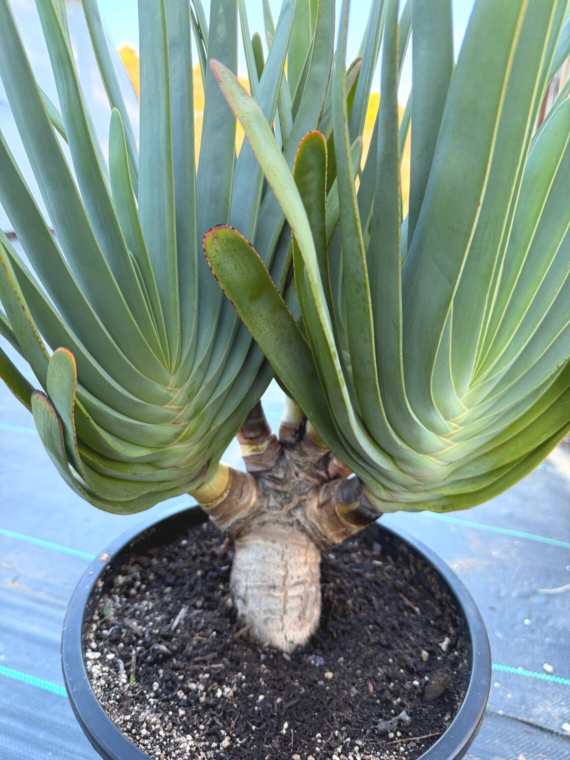 6 Heads Tree Fan Aloe #373 | Aloe Plicatilis Large Succulent Plant | Tree Plant
