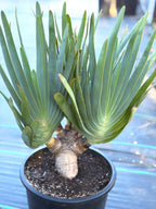 6 heads Tree Fan Aloe | Aloe Plicatilis Large Succulent | Rare Multi‑Head Tree Form Plant