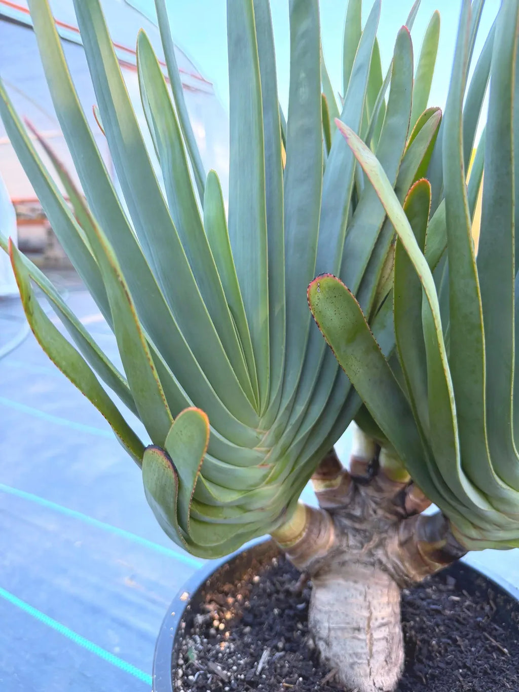 6 heads Tree Fan Aloe | Aloe Plicatilis Large Succulent | Rare Multi‑Head Tree Form Plant