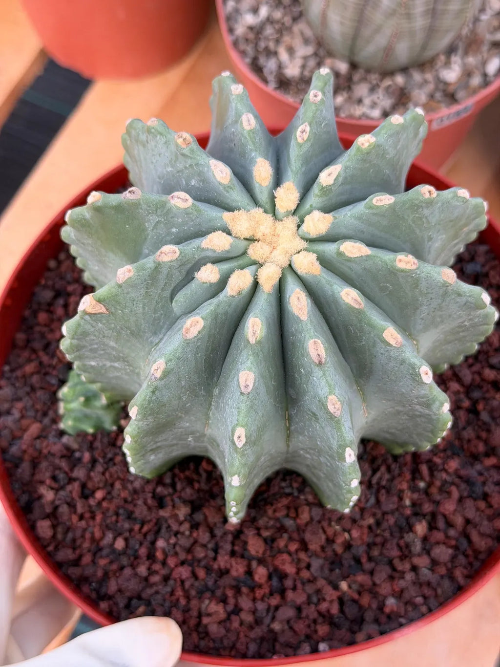 Ferocactus Glaucescens Inermis Cluster Rare Live Cactus With Pup – Exact Collector Specimen #285