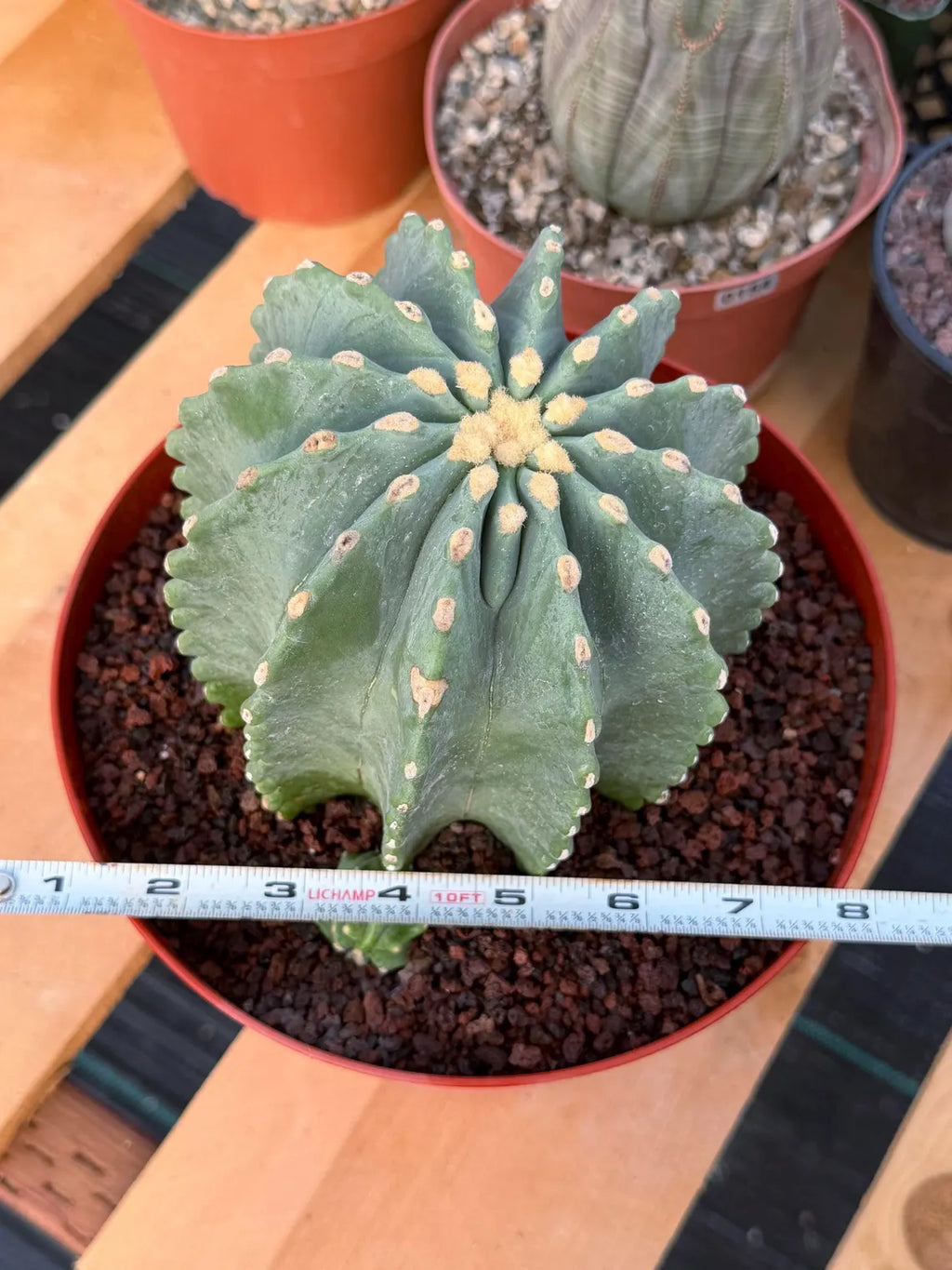 Ferocactus Glaucescens Inermis Cluster Rare Live Cactus With Pup – Exact Collector Specimen #285