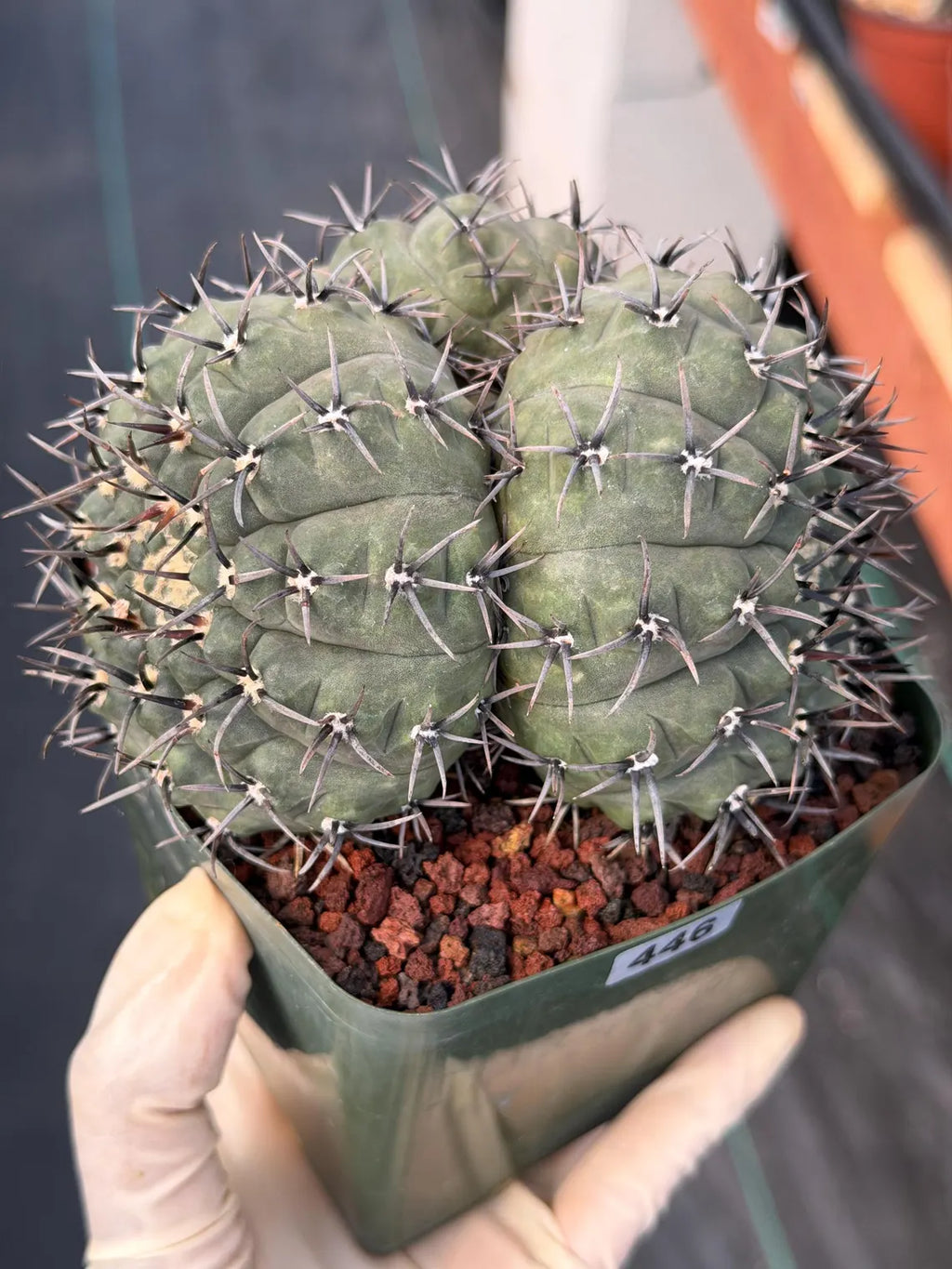 Gymnocalycium Bodenbenderianum Triple Head | Rare Collector Cactus #446
