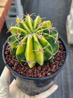 Variegated Echinocactus Texensis Live Cactus – Rare Collector Plant #20