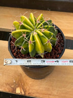 Variegated Echinocactus Texensis Live Cactus – Rare Collector Plant #20