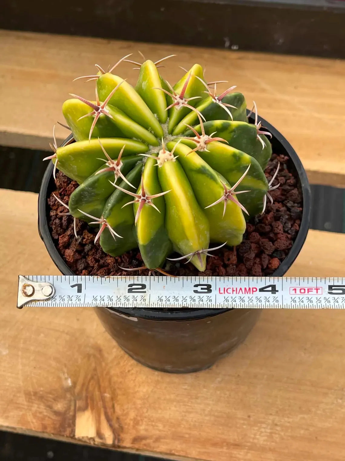 Variegated Echinocactus Texensis Live Cactus – Rare Collector Plant #20