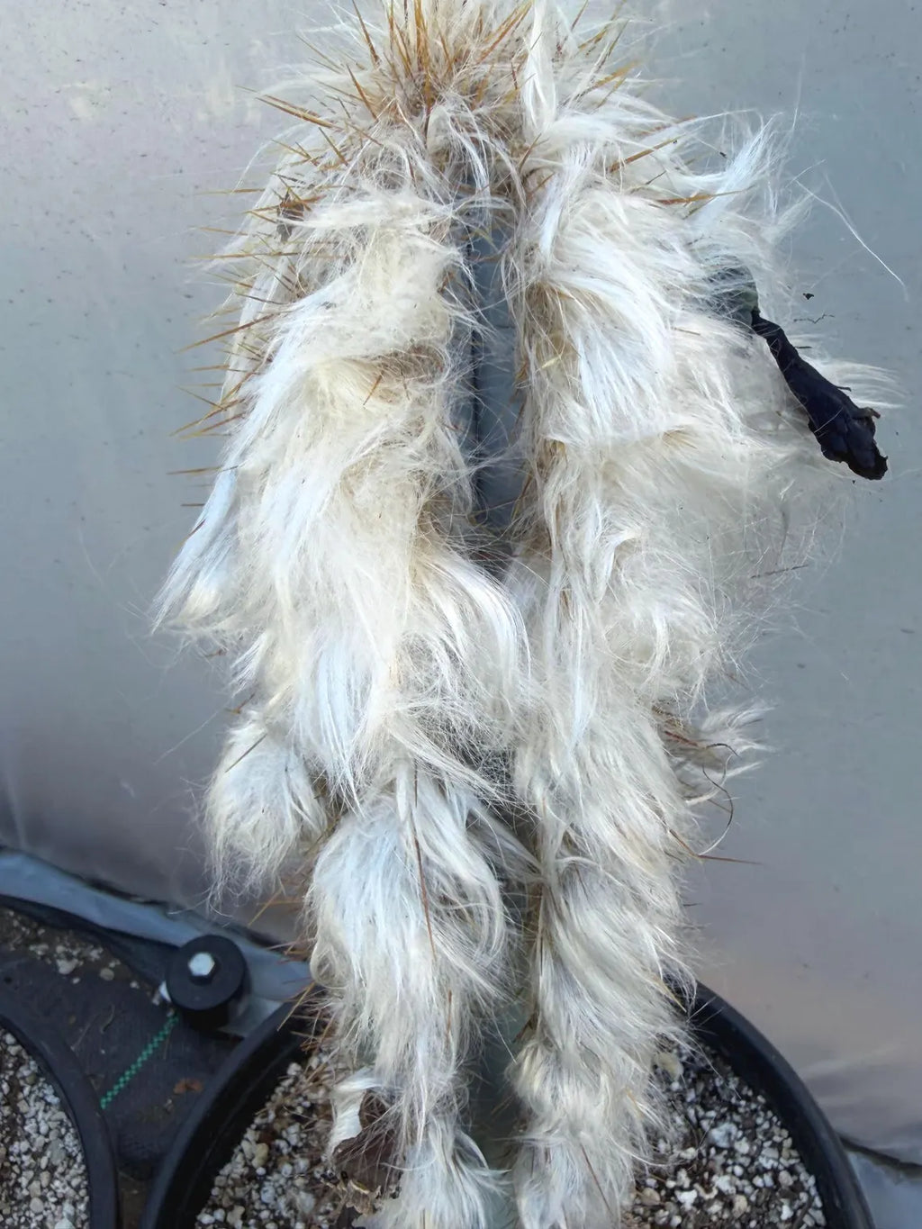 Blue Pilosocereus Pachycladus Cactus | 17” Tall Rare Live Plant