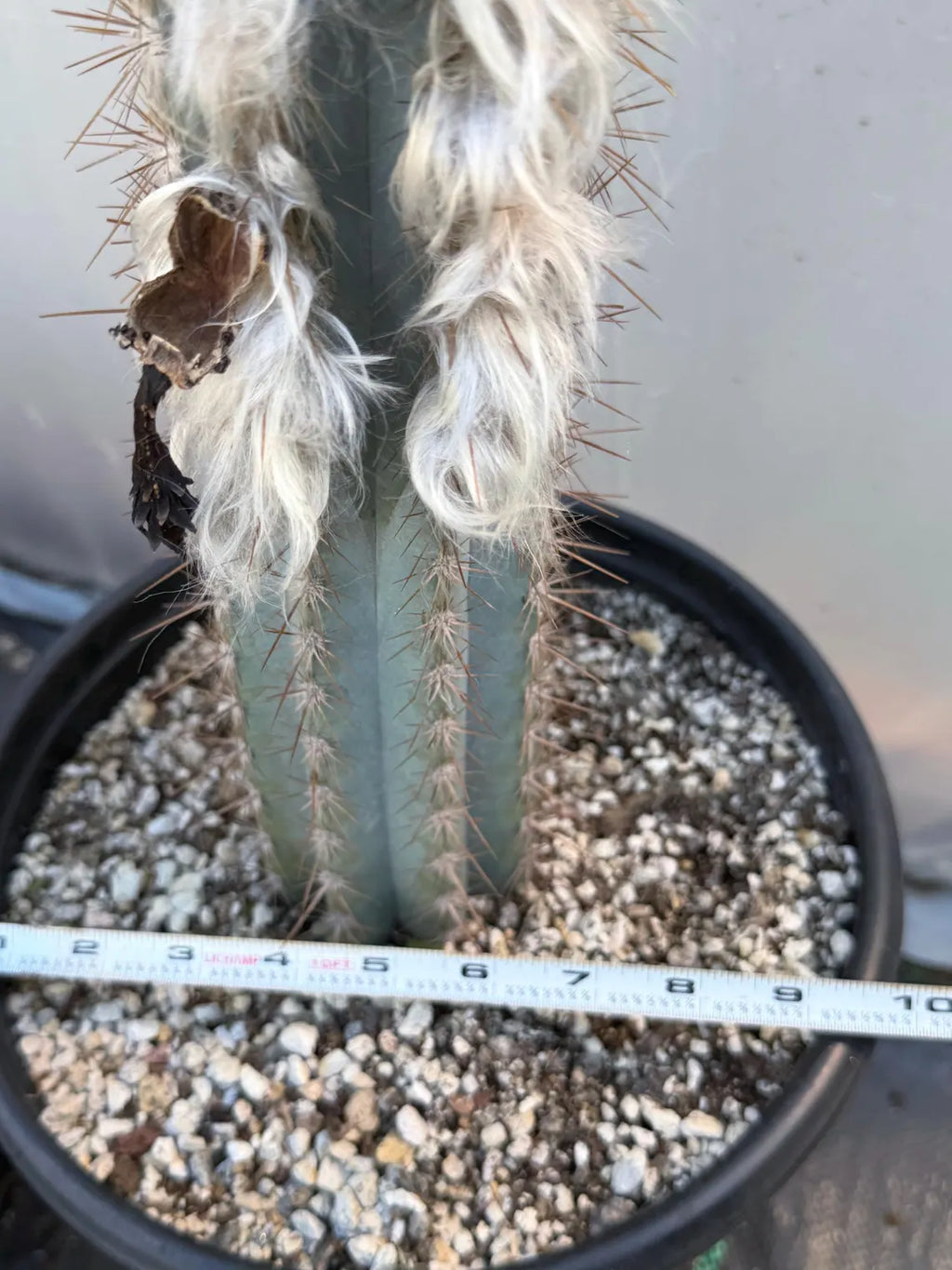 Blue Pilosocereus Pachycladus Cactus | 17” Tall Rare Live Plant