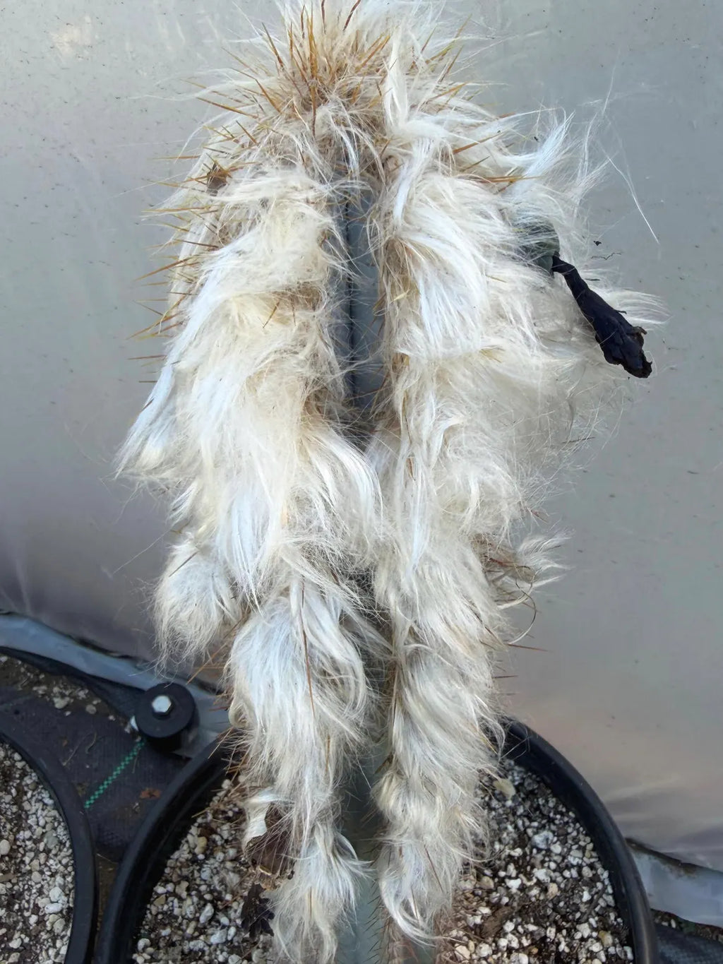 Blue Pilosocereus Pachycladus Cactus | 17” Tall Rare Live Plant