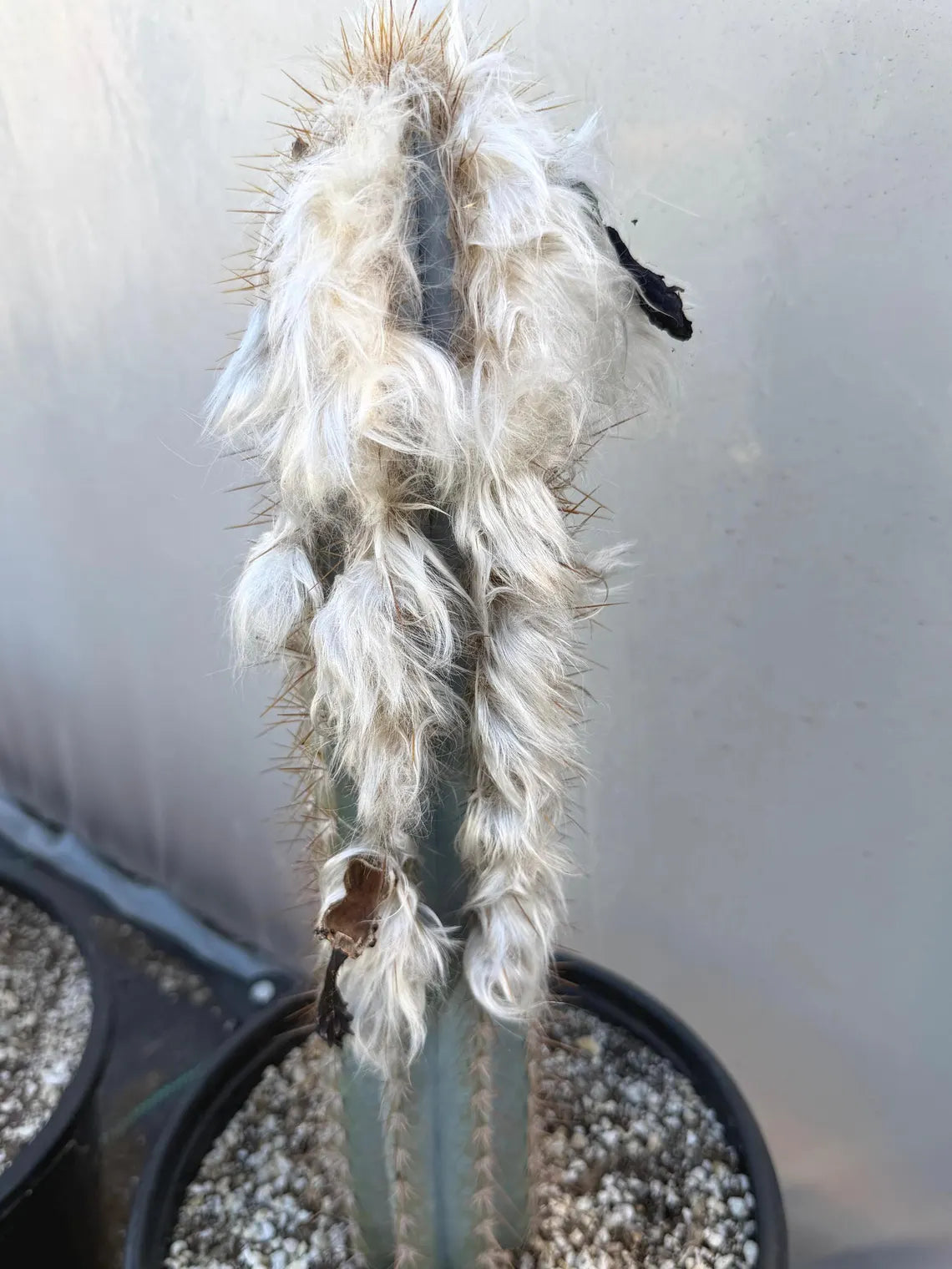 Blue Pilosocereus Pachycladus Cactus | 17” Tall Rare Live Plant