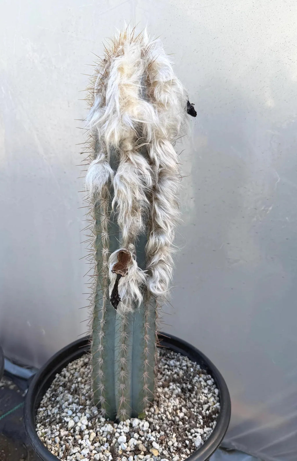 Blue Pilosocereus Pachycladus Cactus | 17” Tall Rare Live Plant