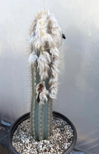 Blue Pilosocereus Pachycladus Cactus | 17” Tall Rare Live Plant