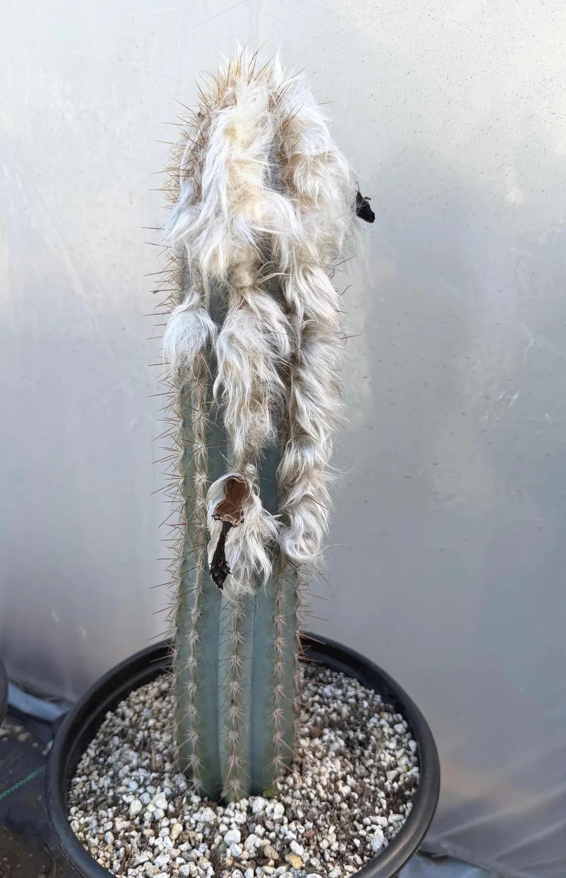 Blue Pilosocereus Pachycladus Cactus | 17” Tall Rare Live Plant