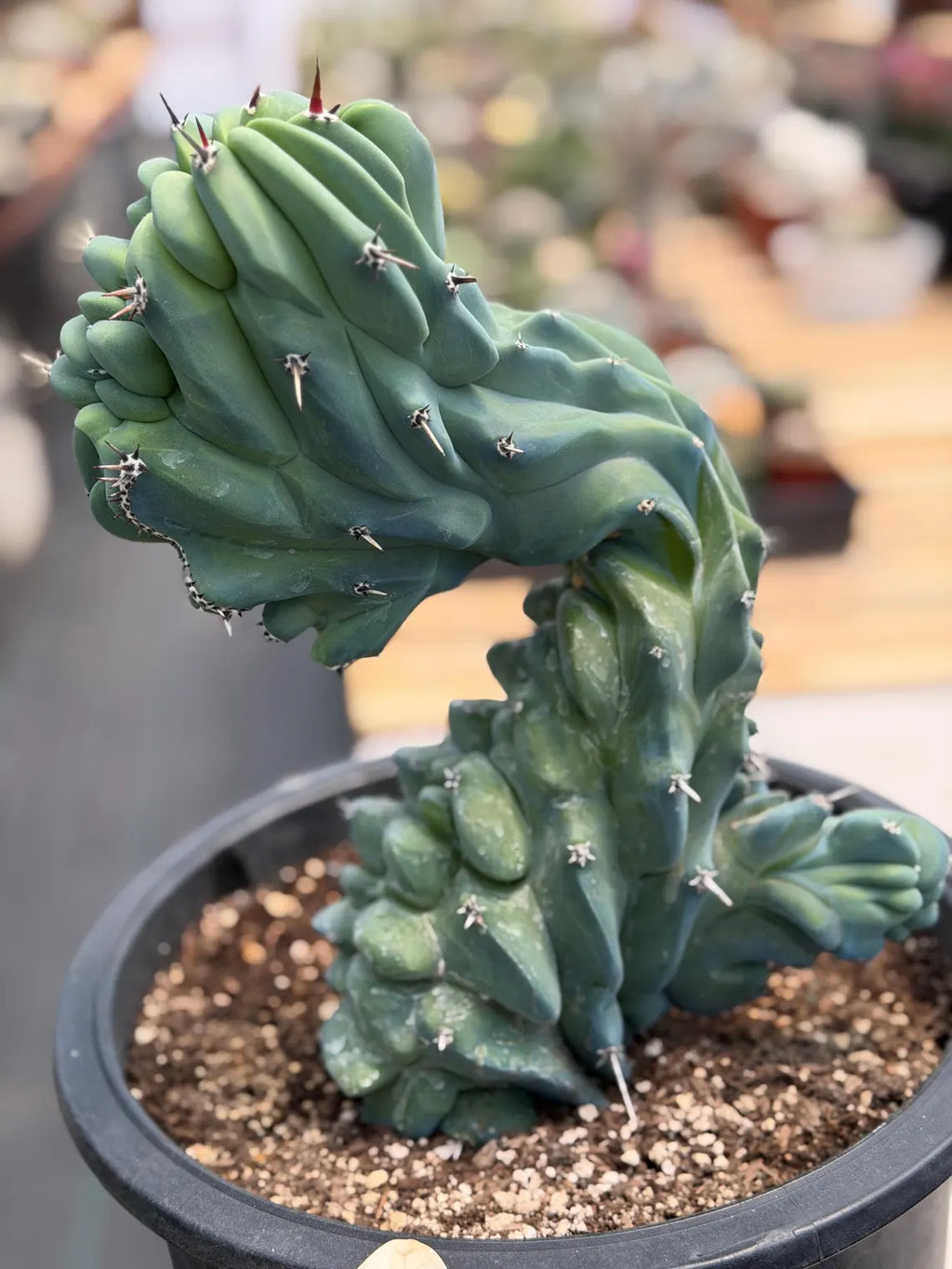 Crested Blue Myrtle Cactus #461 – Rare WYSIWYG Live Collector Plant | Myrtillocactus Geometrizans