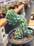 Crested Blue Myrtle Cactus #461 – Rare WYSIWYG Live Collector Plant | Myrtillocactus Geometrizans