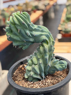 Crested Blue Myrtle Cactus #461 – Rare WYSIWYG Live Collector Plant | Myrtillocactus Geometrizans